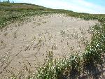Dunes and Dune Grass