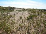 Dunes and Dune Grass