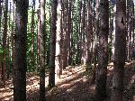 Windy Moraine Pine Forest