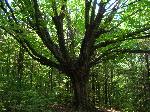 Windy Moraine Maple
