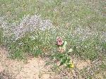Cottonwood Trail - baby's breath & milkweed