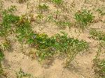 Cottonwood Trail - beach pea