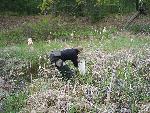 Surveying Wetland Habitat