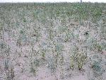 Dune Habitat - Pitcher's Thistle