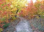 Fall Colors on Windy Moraine Trail