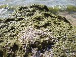 Cladophera and zebra mussels