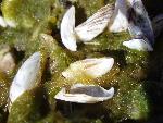 Cladophera and zebra mussels2