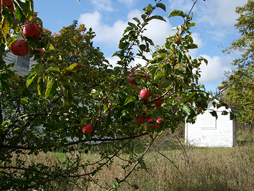 Apple tree in Port Oneida