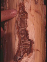 Emerald Ash Borer Tunnels