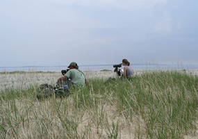 Observing Piping Plovers