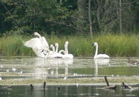Trumpeter Swans