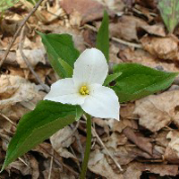 Trillium Trillium