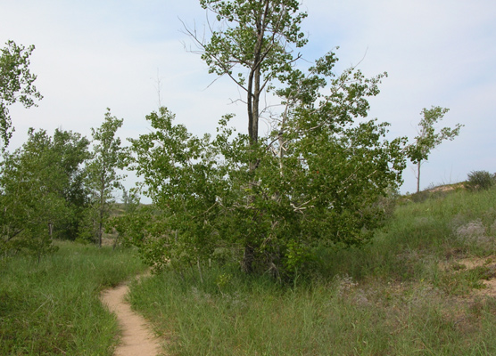 Cottonwood Trees