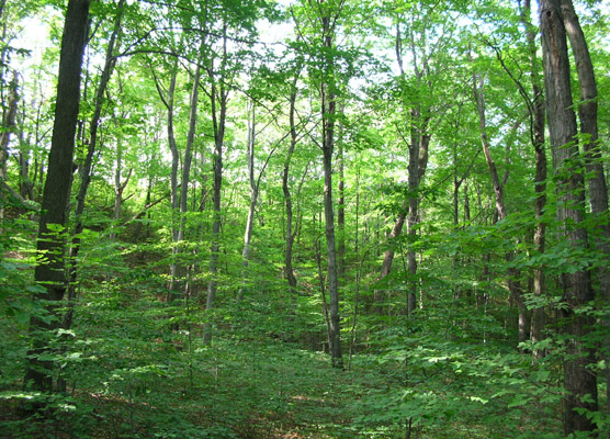 http://www.nps.gov/slbe/planyourvisit/images/maple_beach_forest_556x400.jpg
