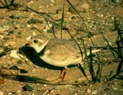 Piping Plover Piping Plover