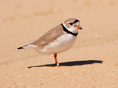 A piping plover on the beach