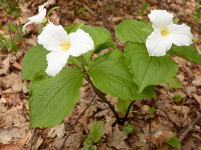 Three white trillium flowers stand out against the brown orest floor.