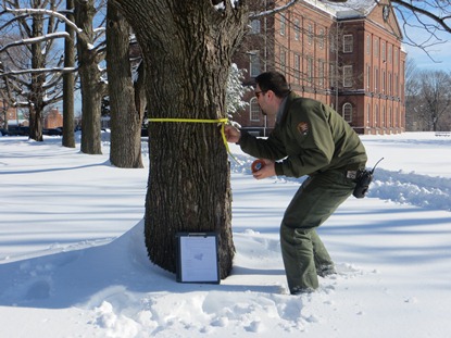 Springfield Armory NHS Arborist inspects trees on site