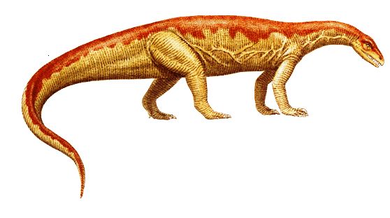 Fossil bones of Anchisaurus Polyzelus, a dinosaur of about 200 million years ago, were discovered in the 1850's at Springfield Armory