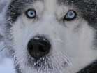 A blue-eyed sled dog in the snow at Denali National Park and Preserve. Photo: NPS
