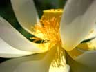 A close-up image of a lotus. Photo: Drew Eclov