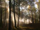 The upland forest at Effigy Mounds greets the sunrise. Photo: NPS / Ken Block