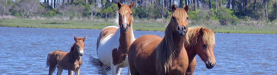 Assateague Island National Seashore, Maryland