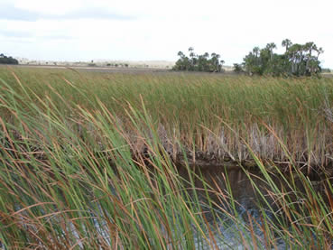 A view along the River of Grass Greenway