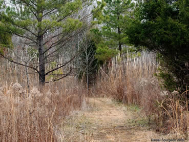 Shoal Creek Preserve's Red Trail in Winter