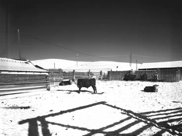 Sommers Ranch Corrals
