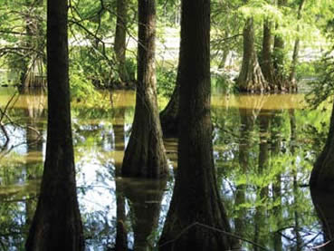 Bald cypress knees rise from the swamp at Trap Pond State Park