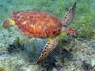 A green turtle searches for sea grass to munch on. Photo: Dr. Carolyn Rogers