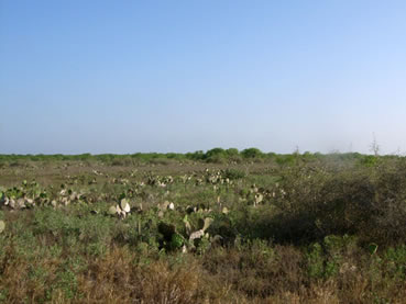 The Palmito Ranch Battlefield looks much as it did in 1865 during the battle of Palmito Ranch.