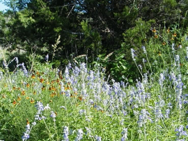 Wildflowers bloom at Dahlstrom Ranch.