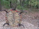A Beerline Trail Turtle