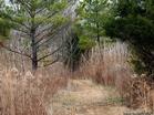 Shoal Creek Preserve's Red Trail in Winter