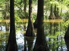 Bald cypress knees rise from the swamp at Trap Pond State Park