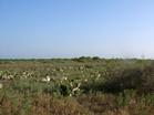 The Palmito Ranch Battlefield looks much as it did in 1865 during the battle of Palmito Ranch.