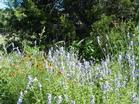 Wildflowers bloom at Dahlstrom Ranch.
