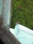 Avian visitor