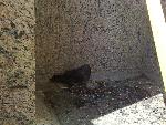 New born visitors