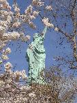 Liberty's flower show