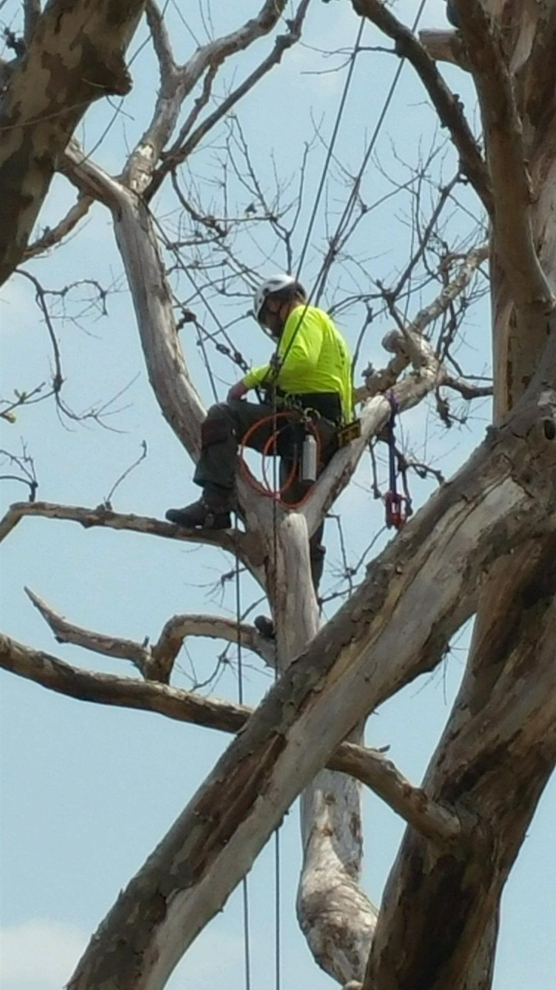 Arborist climbing a tree on Liberty Island