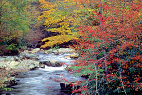 Cataloochee Creek in Great Smoky Mountains National Park