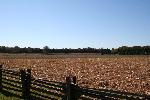 Fields