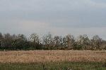 Fallen and damaged trees