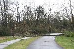 Fallen trees blocking road