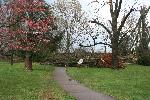 Fallen and damaged trees