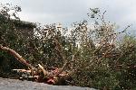 Fallen tree inside cemetery