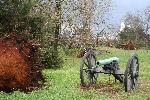 Cannon if front of uprotted tree